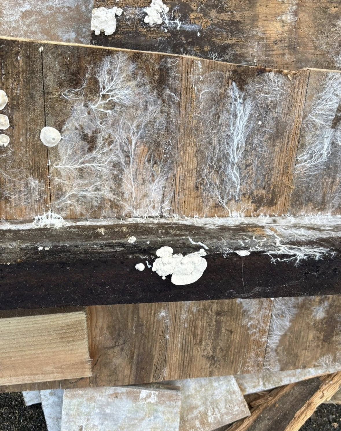 Woodworm Treatment